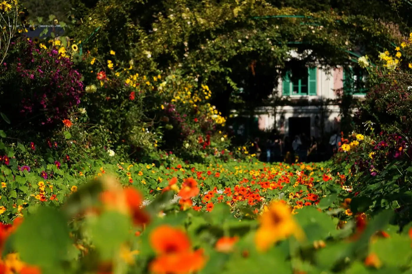 Wide view of the flowering borders around the house