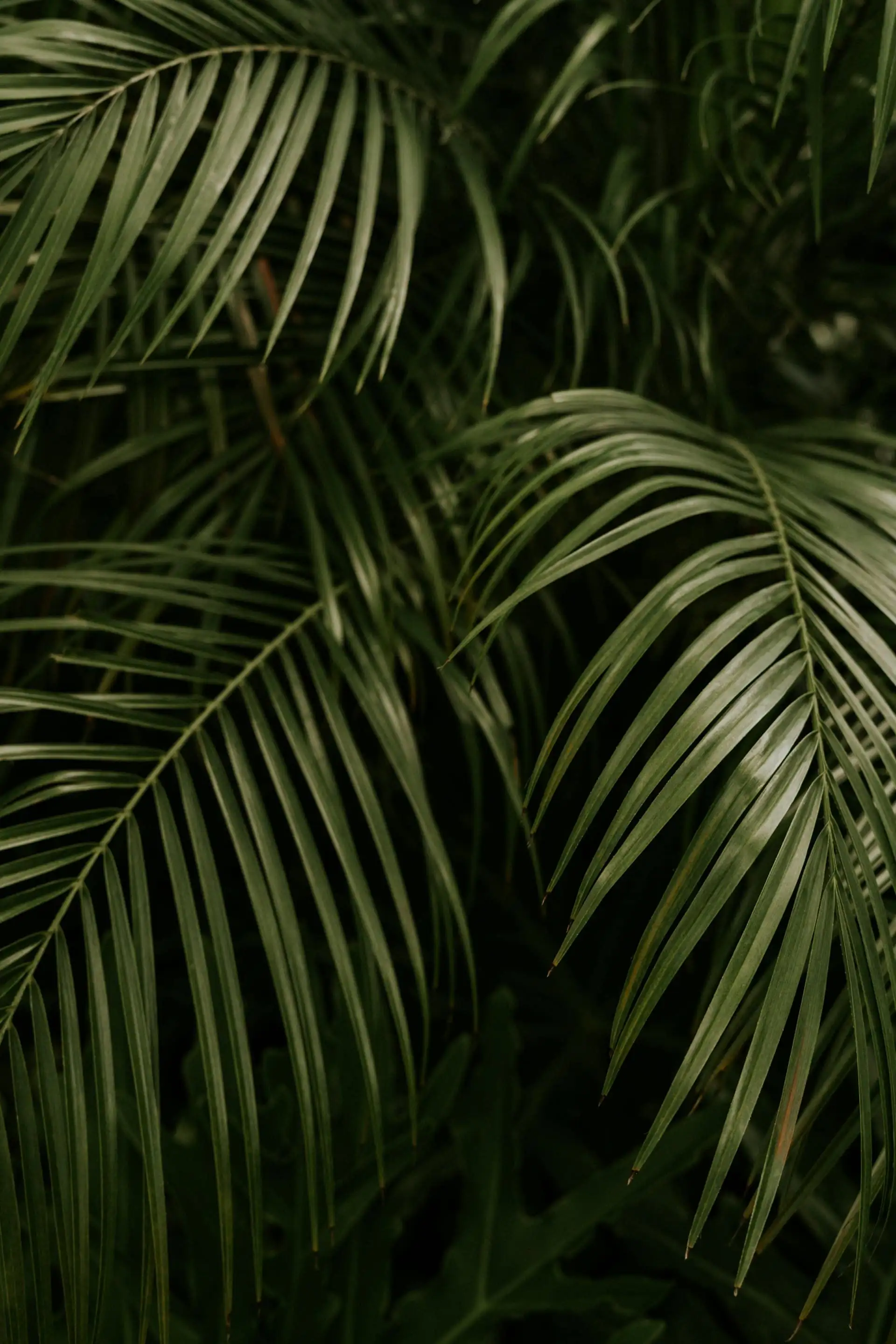 Lush tropical border of palms, ferns and gingers