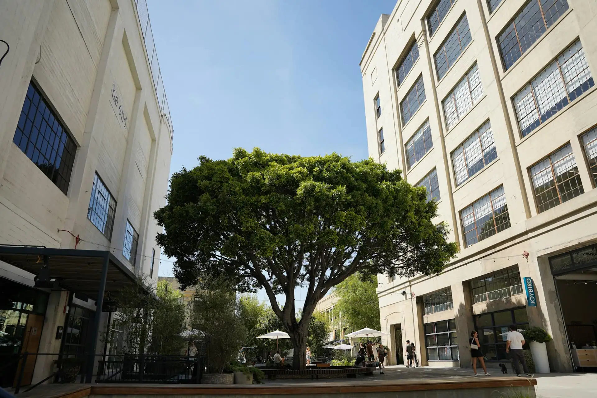Office courtyard with a large shade tree between buildings