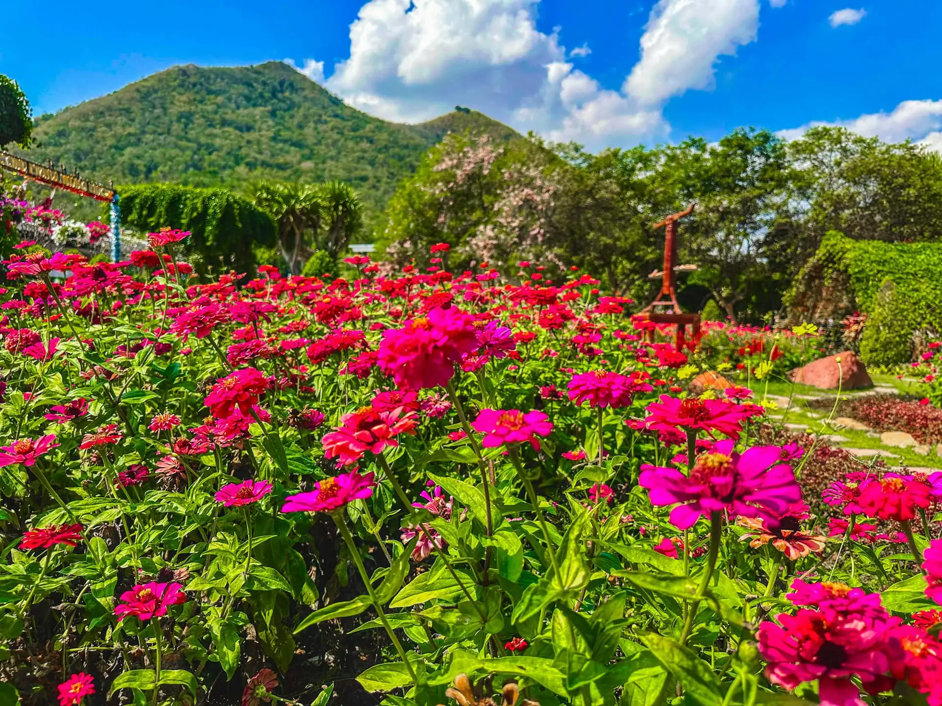 Bright pink flowers filling a tropical garden