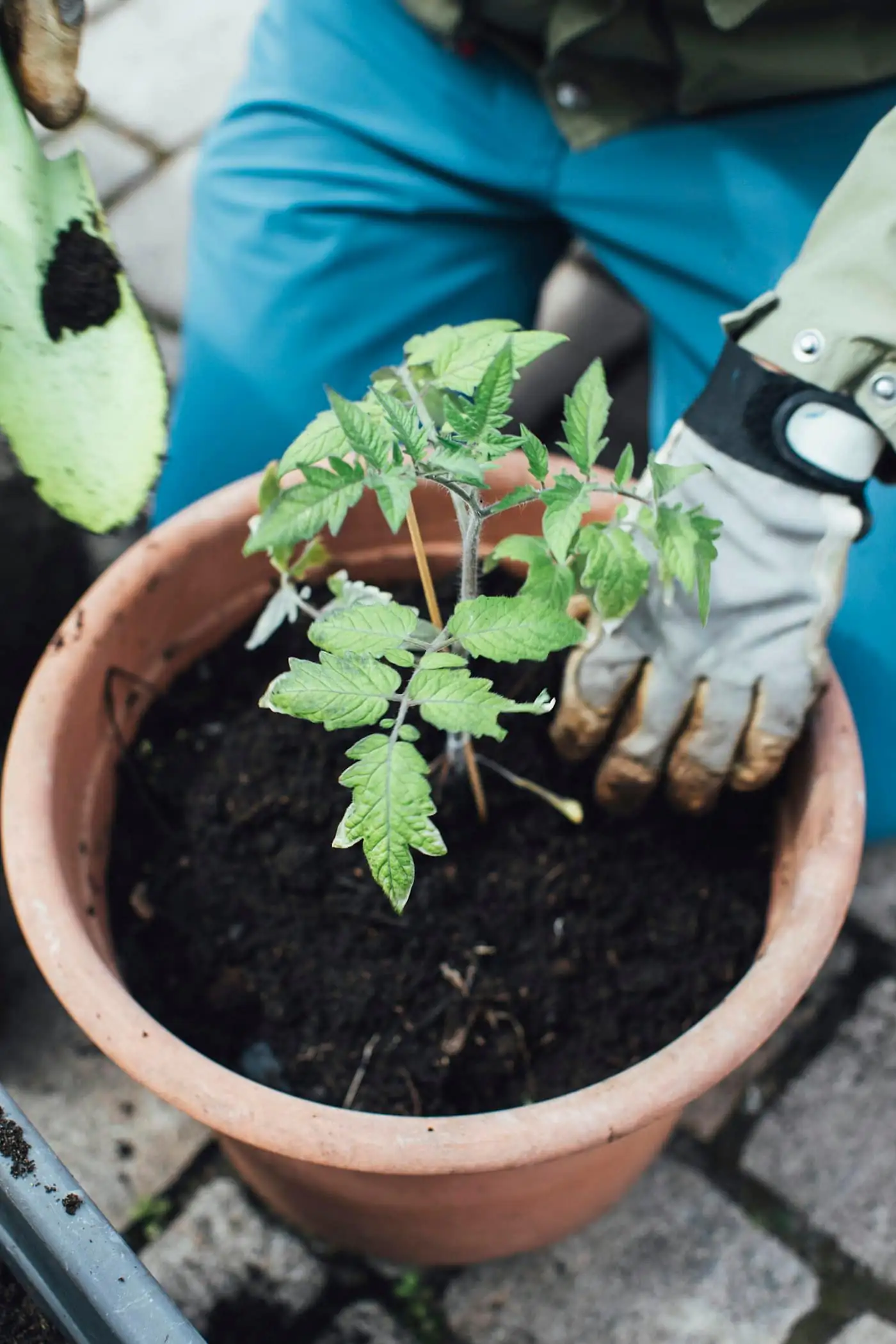 Hands repotting a plant